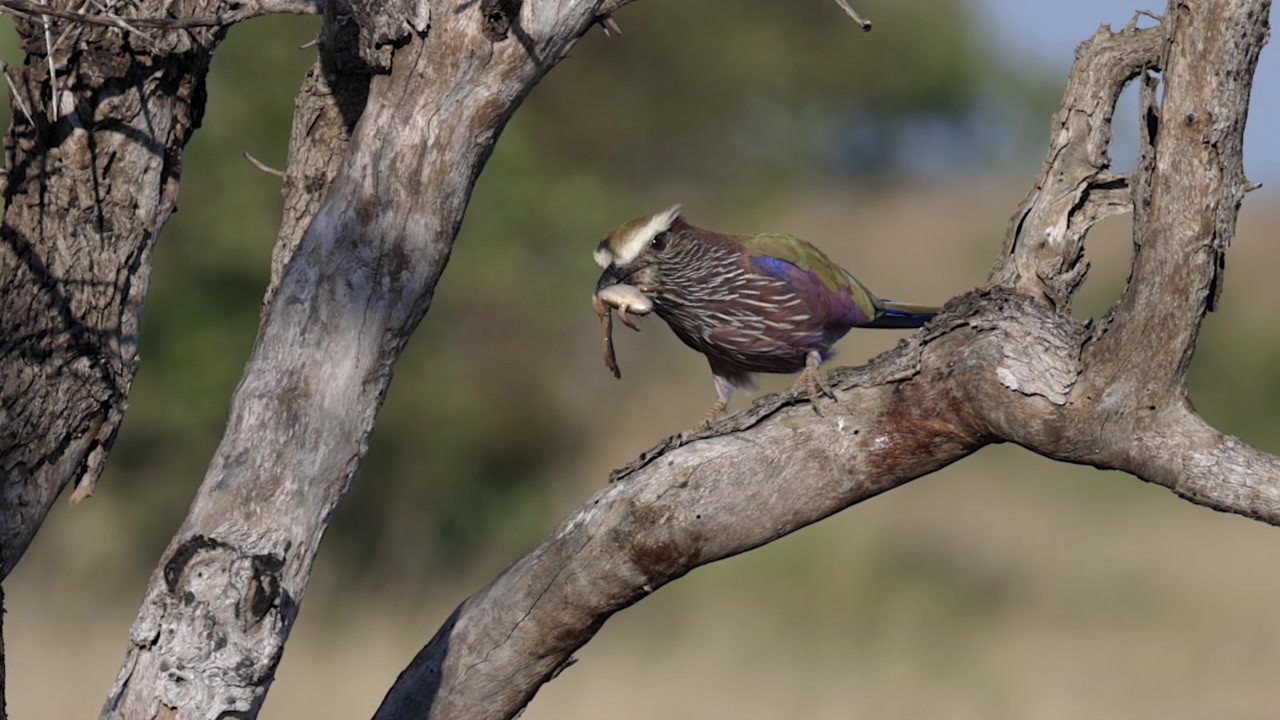 Purple Roller with frog in beak strikes prey repeatedly against branch
