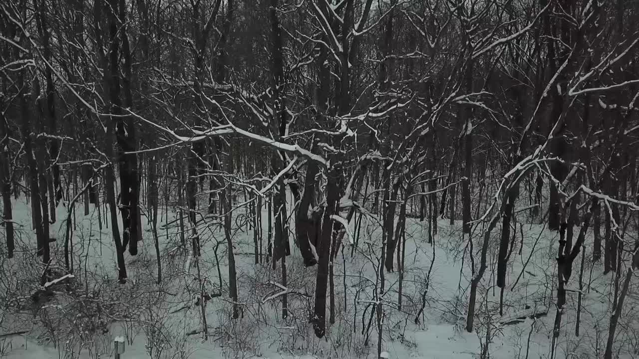 imágenes de drones de árboles