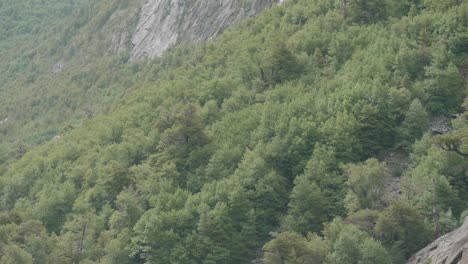 Native-chilean-forest-with-granite-walls-on-sunset-close-up