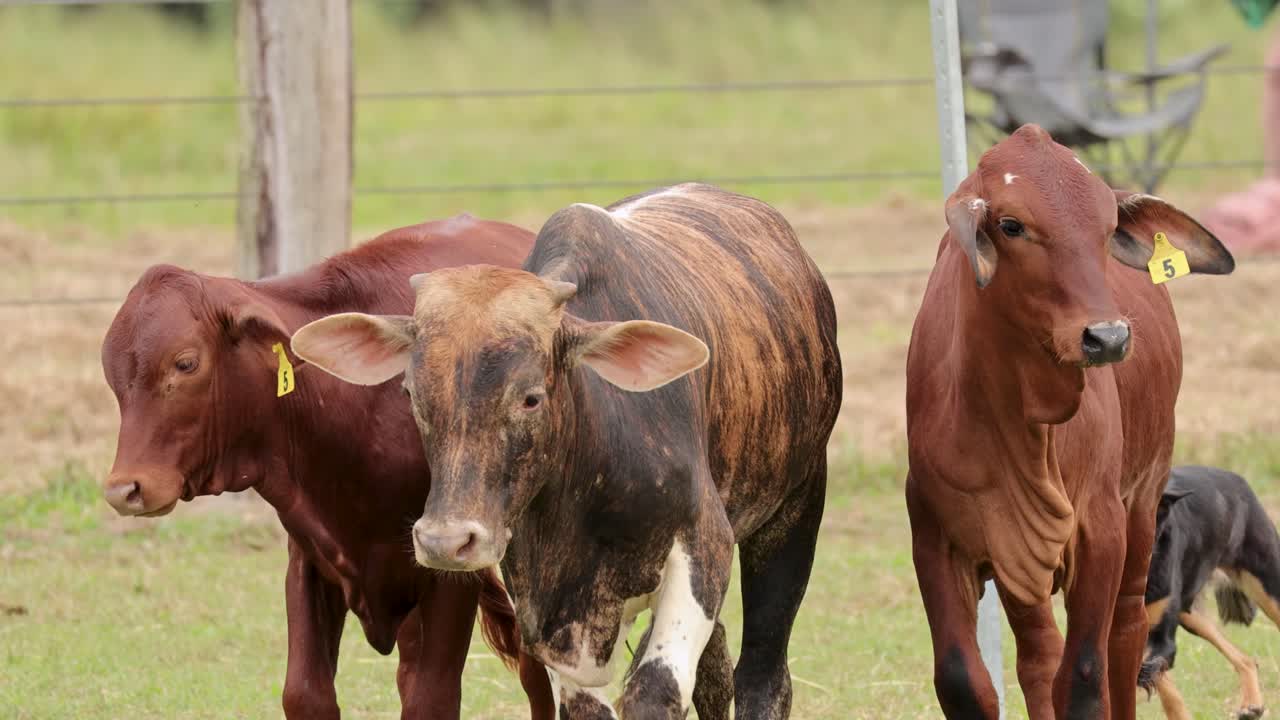 Cattle and herding dogs move across a grassy field in Port Douglas, showcasing teamwork and rural life in natural lighting