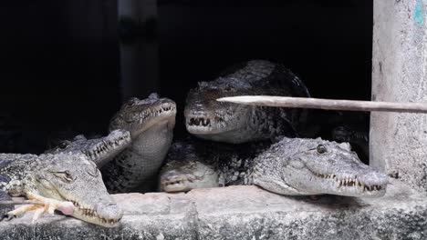 juvenile salt water crocodiles at crocodile farm in mexico are fed