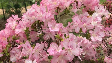 rhododendron flowering shrubs, trees, bushes in full bloom in the spring