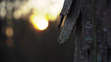 árbol de nogal shagbark al atardecer