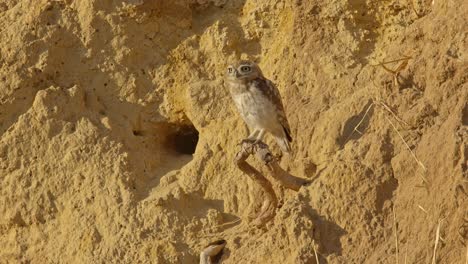 a young little owl (athene noctua) sits at the entrance of its nesting hole in a clay cliff , and flies away