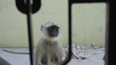 mono sin hogar en el recinto de la casa