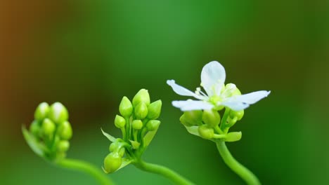 video displays yellow hoverfly on venus flytrap's blossoms