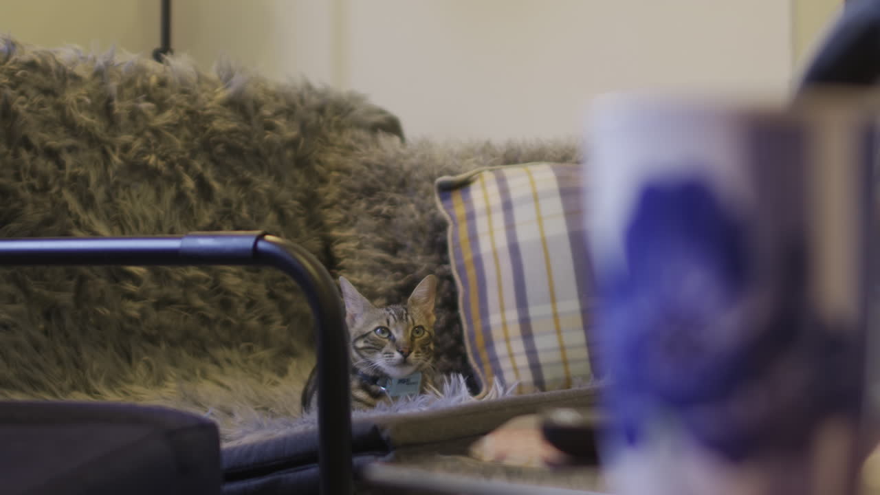 A mug with a painted flower on to a cat in a sofa.