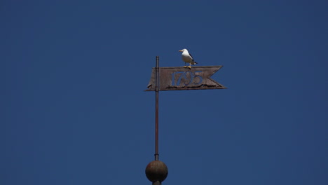 a close-up yellow-legged gull sitting on a metal flag of the 17th century of a fortress that embellishes the beauty of nature