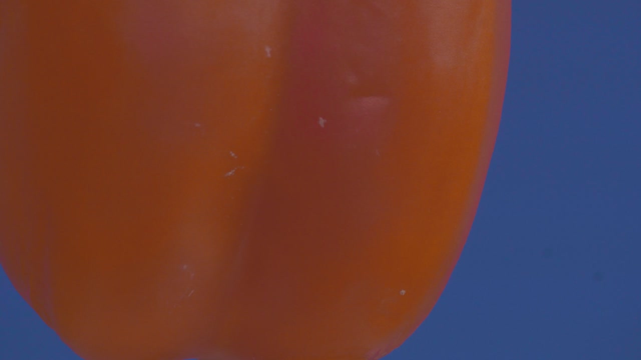 Orange bell pepper rotating slowly against blue background, natural color and freshness, healthy food view