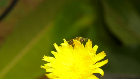 closeup of sweat bee pollinating a dandelion