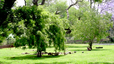 antelope enclosure at zoo, slow motion full shot