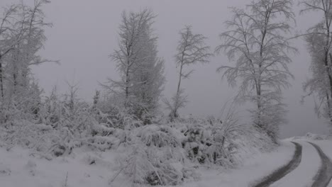 Snowy-forest