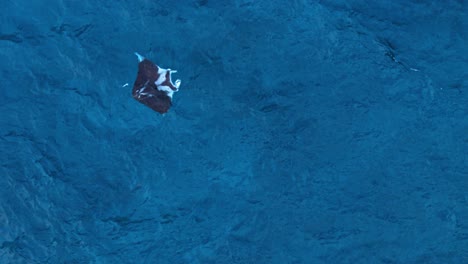 aerial drone static overview of manta ray gliding across clear ocean water with remora swimming