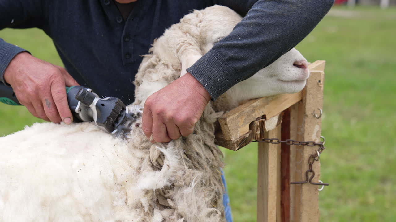 Farming shearer cutting sheep`s wool. Professional farmer shearing the wool from sheep.