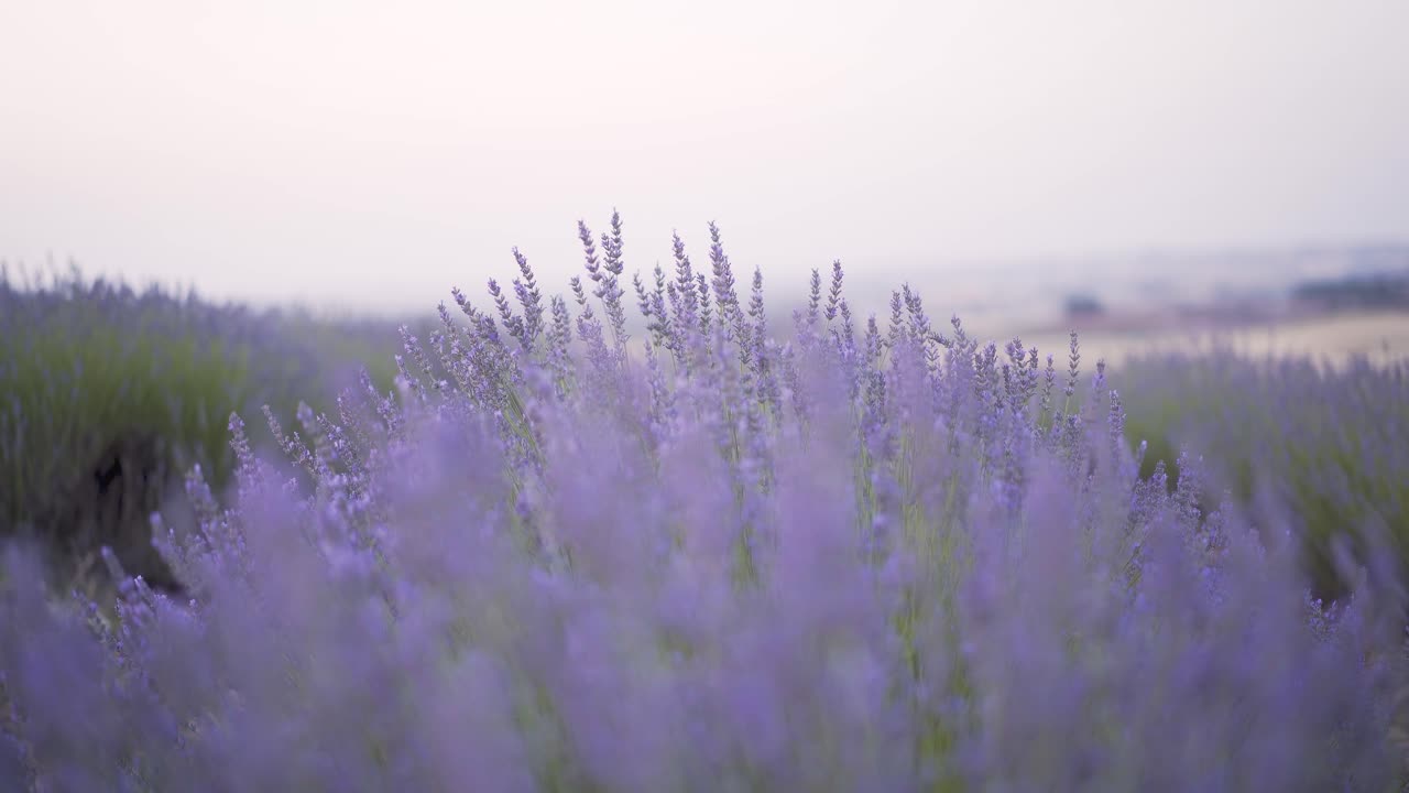 primer plano fuera de foco de flores de campo de lavanda meciéndose en el viento en cuenca, españa, durante la hermosa puesta de sol con luz suave