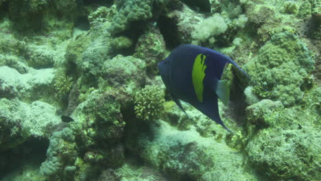 pez ángulo árabe en el arrecife de coral del mar rojo de egipto