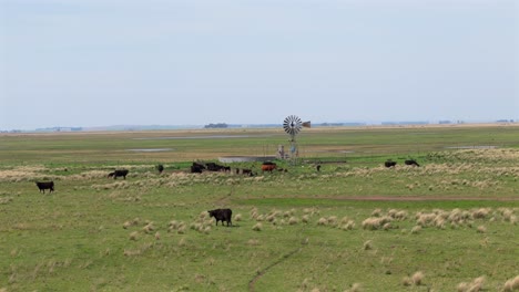drone gliding over a grazing herd of cows standing beside a windmill.