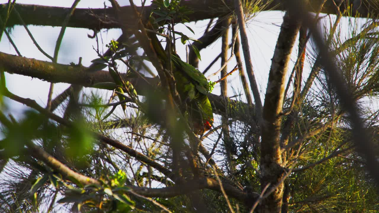 Parrot sitting on a tree branch surrounded by greenery, captured in a natural environment