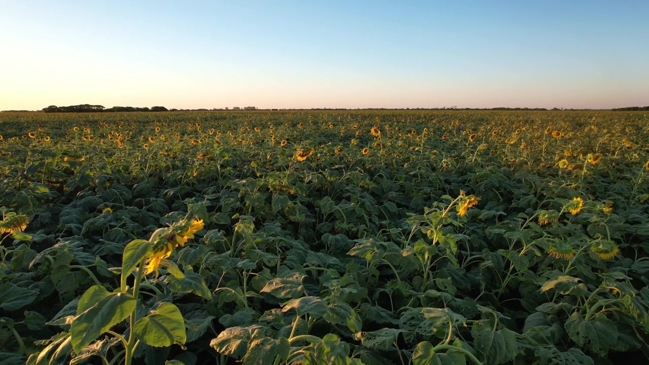 Panoramakameravridning från sol till industriella solrosfält med flygande fåglar och insekter över bördig mark i den argentinska jordbruksindustriella exportregionen under gyllene timmen