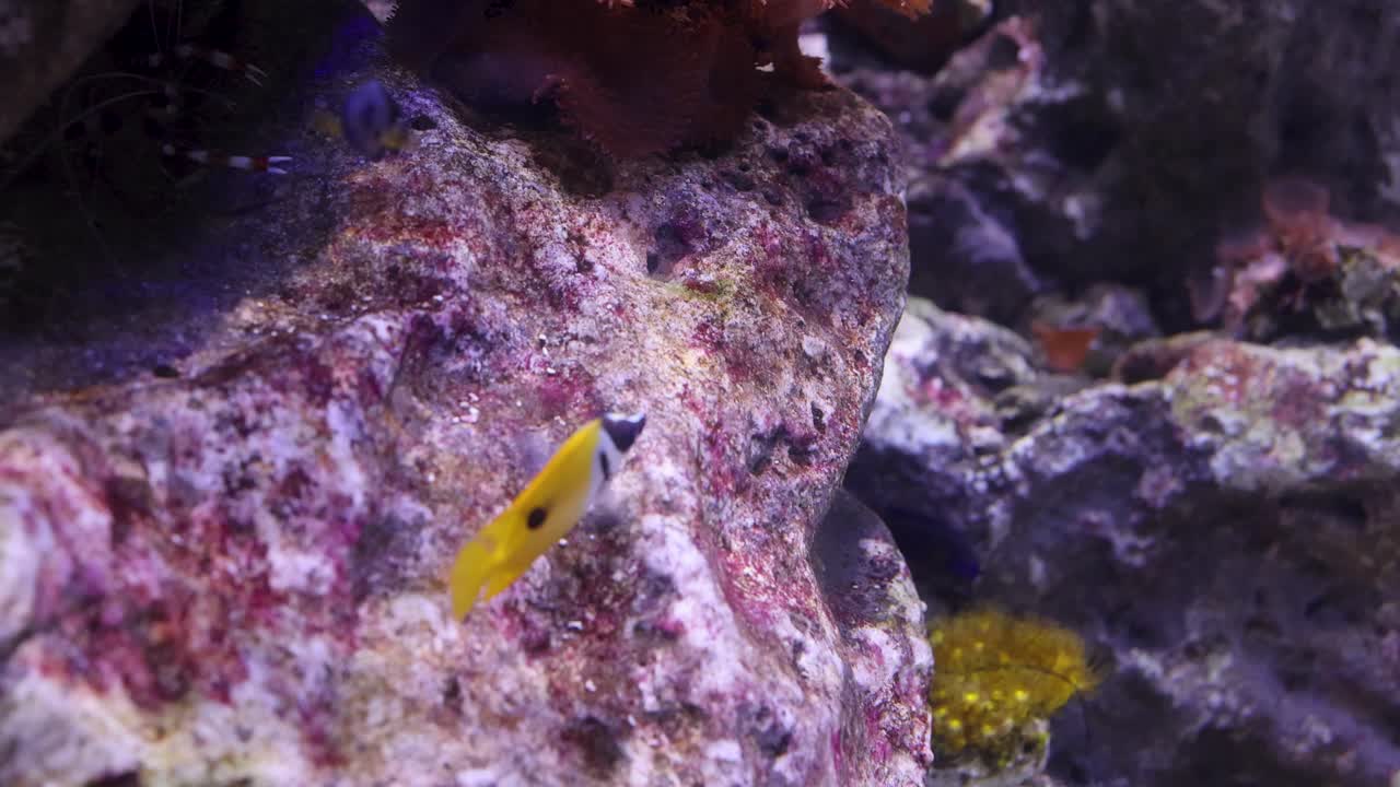 Un pesce vivace nuota tra le rocce coralline