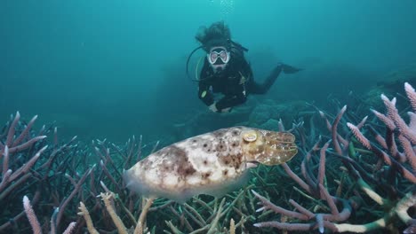 female scuba diver swimming with giant cuttlefish and coral 2