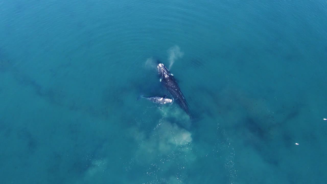 어미 고래와 송아지가 맑고 푸른 바다에서 수영하고 물을 불고 있습니다 - 공중 하향식 촬영, 슬로우 모션