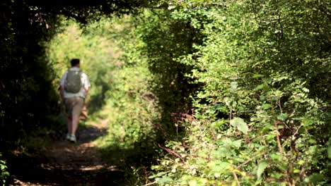 a person hiking on a forest trail