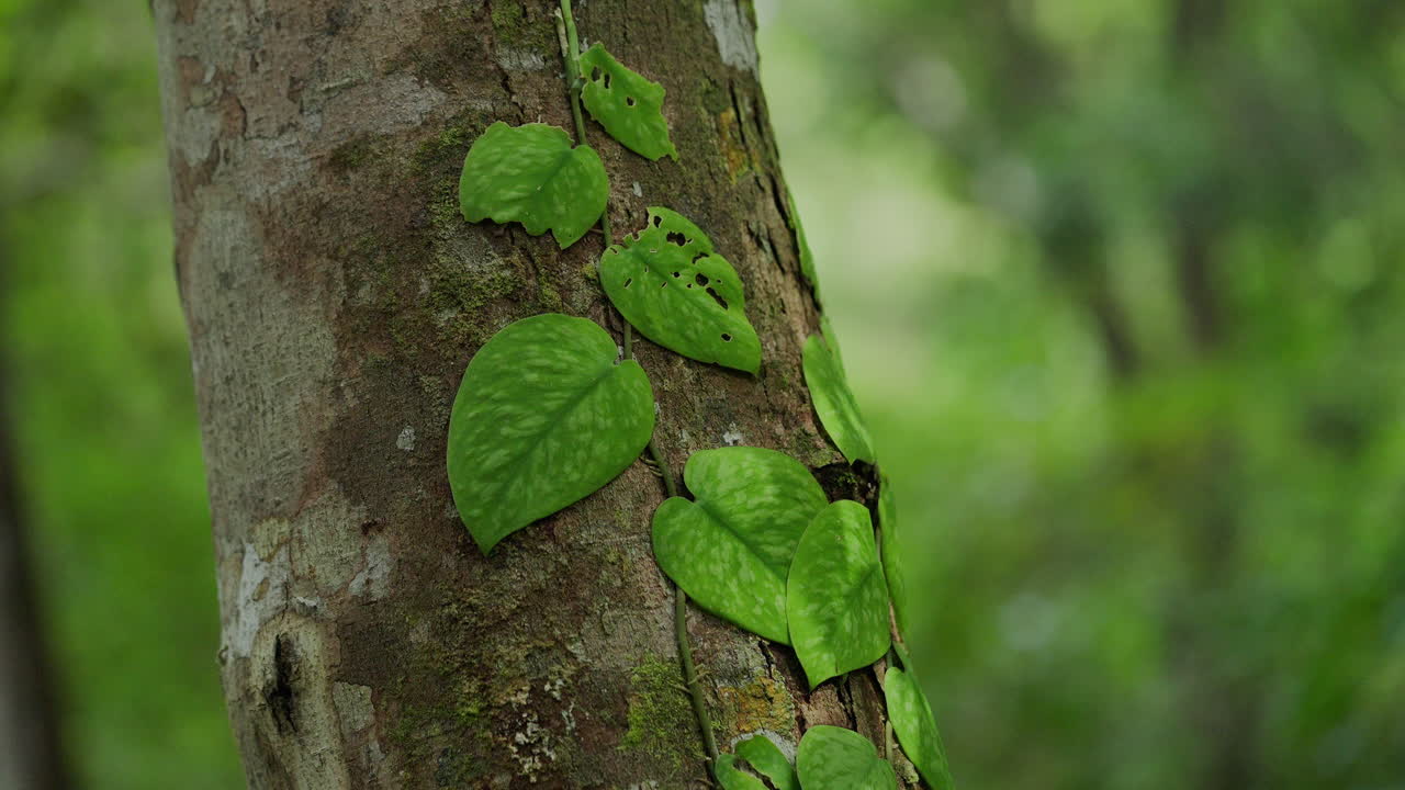 Green leaves clinging to a tree trunk