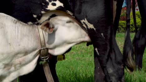 White-calf-nursing-from-udder-of-dairy-cow-mother,-drinking-milk