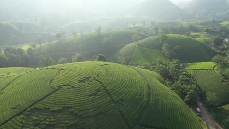 Aerial-view-of-Long-Coc-tea-hill,-Vietnam