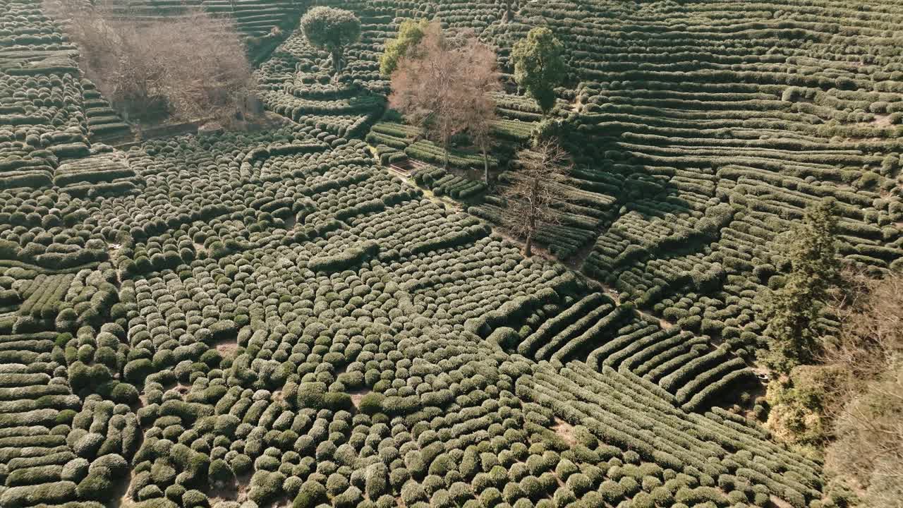 Aerial view of Longjing tea plantations with rows of trimmed bushes in Hangzhou
