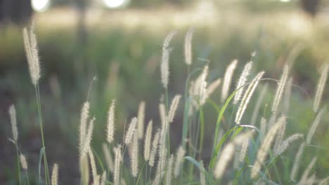 mythical-grass-blowing-in-the-wind