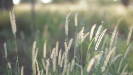 바람에 날리는 신화의 풀