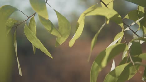 primer plano, sol sobre flores en el campo