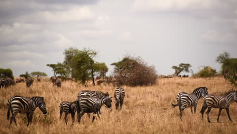 manada de cebras y ñus de grant, serengeti, tanzania, panorámico de tiro ancho a la derecha