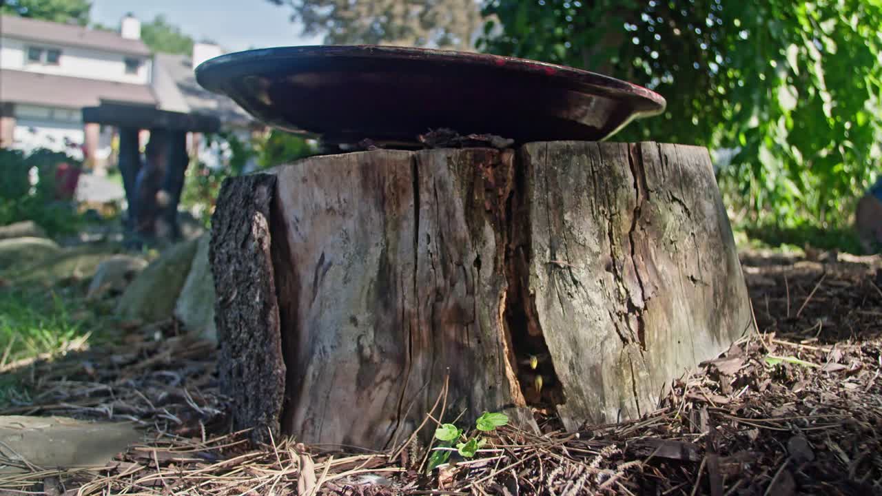 Bees flying in and out of a crack in a tree stump in the city