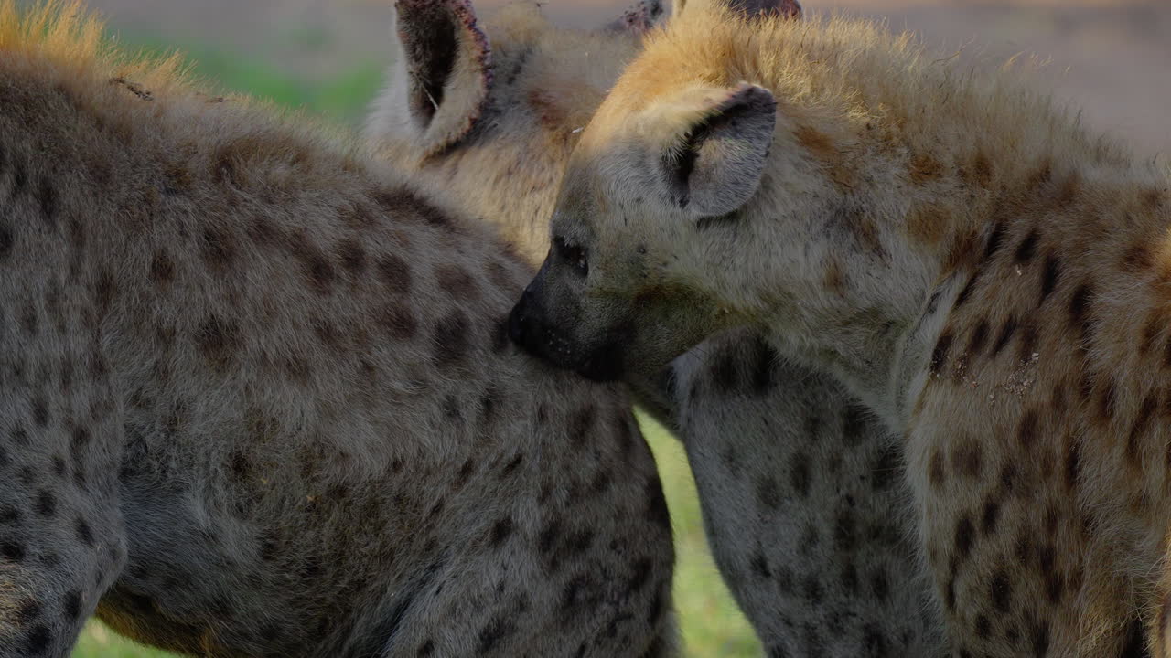 Spotted Hyenas Grooming