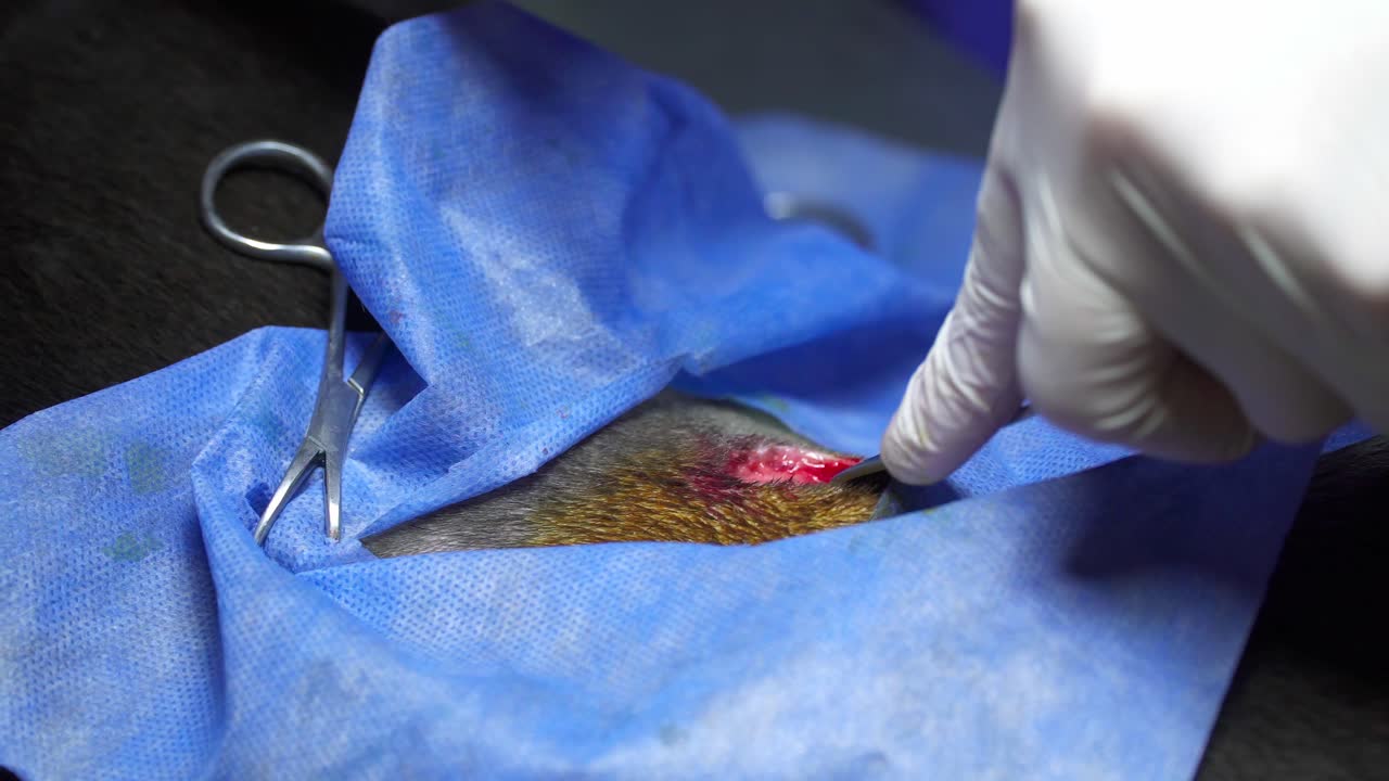 Close-up of veterinarian surgeon's hands practicing a sterilization surgery on a female dog