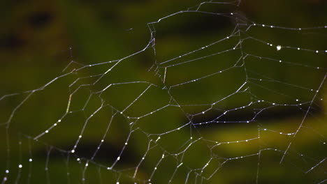 parte superior izquierda de una telaraña