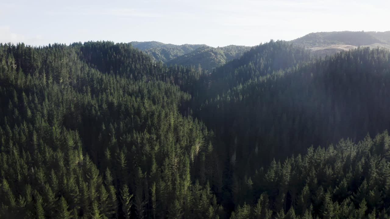 Valle montuosa con alti pini maturi, gestione forestale, vista aerea