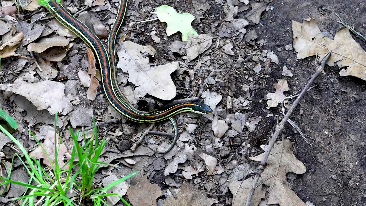 Static video of a Western Ribbon Snake (Thamnophis proximus)