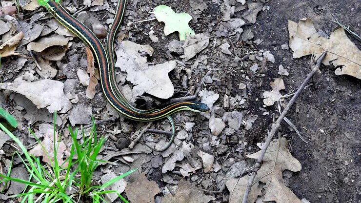 Statisches Video einer Westlichen Bändernatter (Thamnophis proximus).
