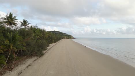 las palmeras tropicales bordean la playa del popular destino de vacaciones de port douglas, en el norte de queensland, australia.