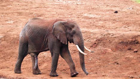 young male african elephant walking in aberdare national park, kenya