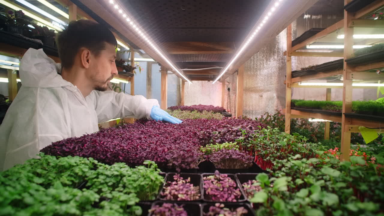 Indoor Vertical Farming of Microgreens