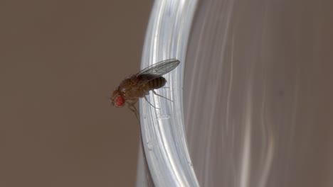 fruit fly quickly rubs front legs together as it hangs on to edge of clear plastic cup