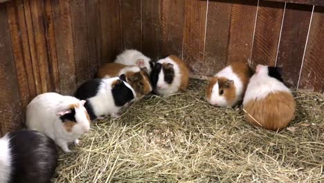 group of guinea pigs