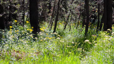 Static-shot-of-beautiful-sunny-meadow-filled-with-tall-grasses-and-flowers-near-a-lush-forest