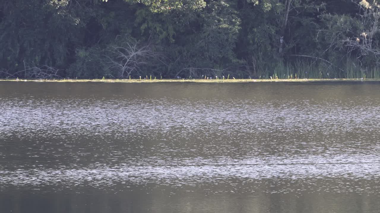 멀리 있는 숲 을 바라보는 평온 한 호수 풍경