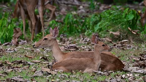 Der-Eldhirsch-Ist-Aufgrund-Von-Lebensraumverlust-Und-Jagd-Eine-Vom-Aussterben-Bedrohte-Art